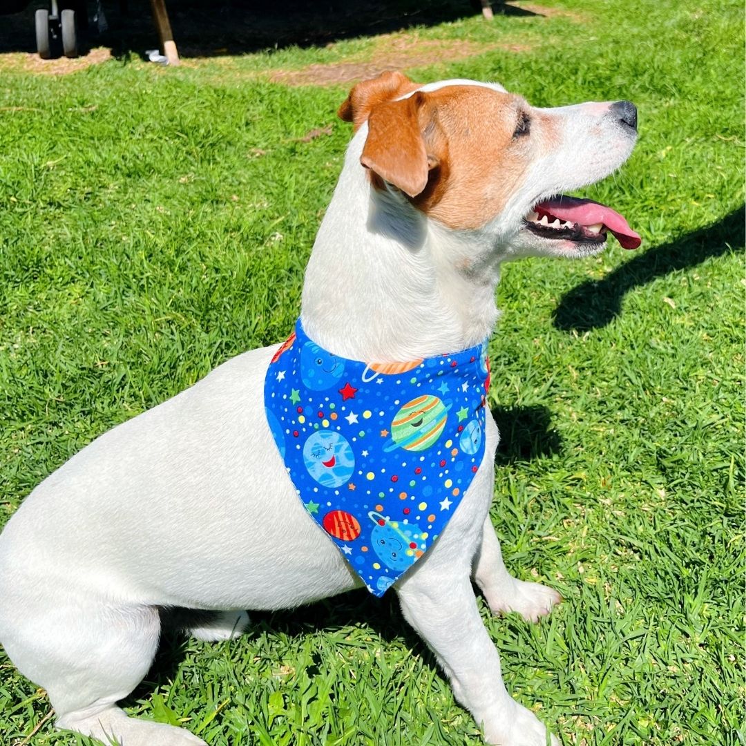 Pañoleta impermeable antifluido doble faz para perros y gatos - Madrugon