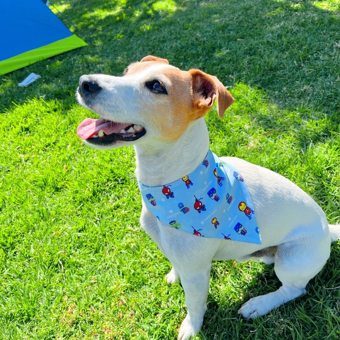 Pañoleta impermeable antifluido doble faz para perros y gatos - Madrugon