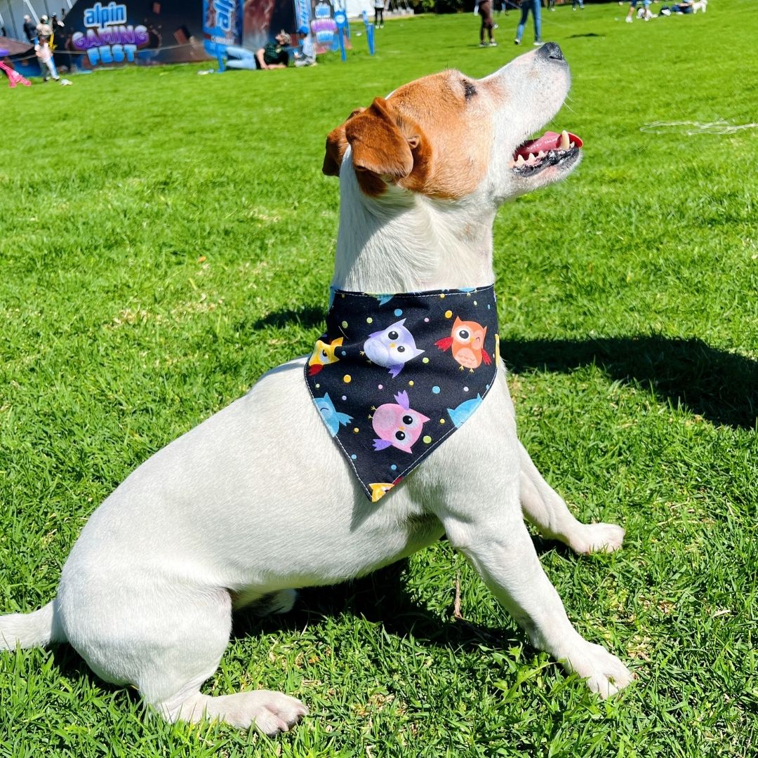 Pañoleta impermeable antifluido doble faz para perros y gatos - Madrugon