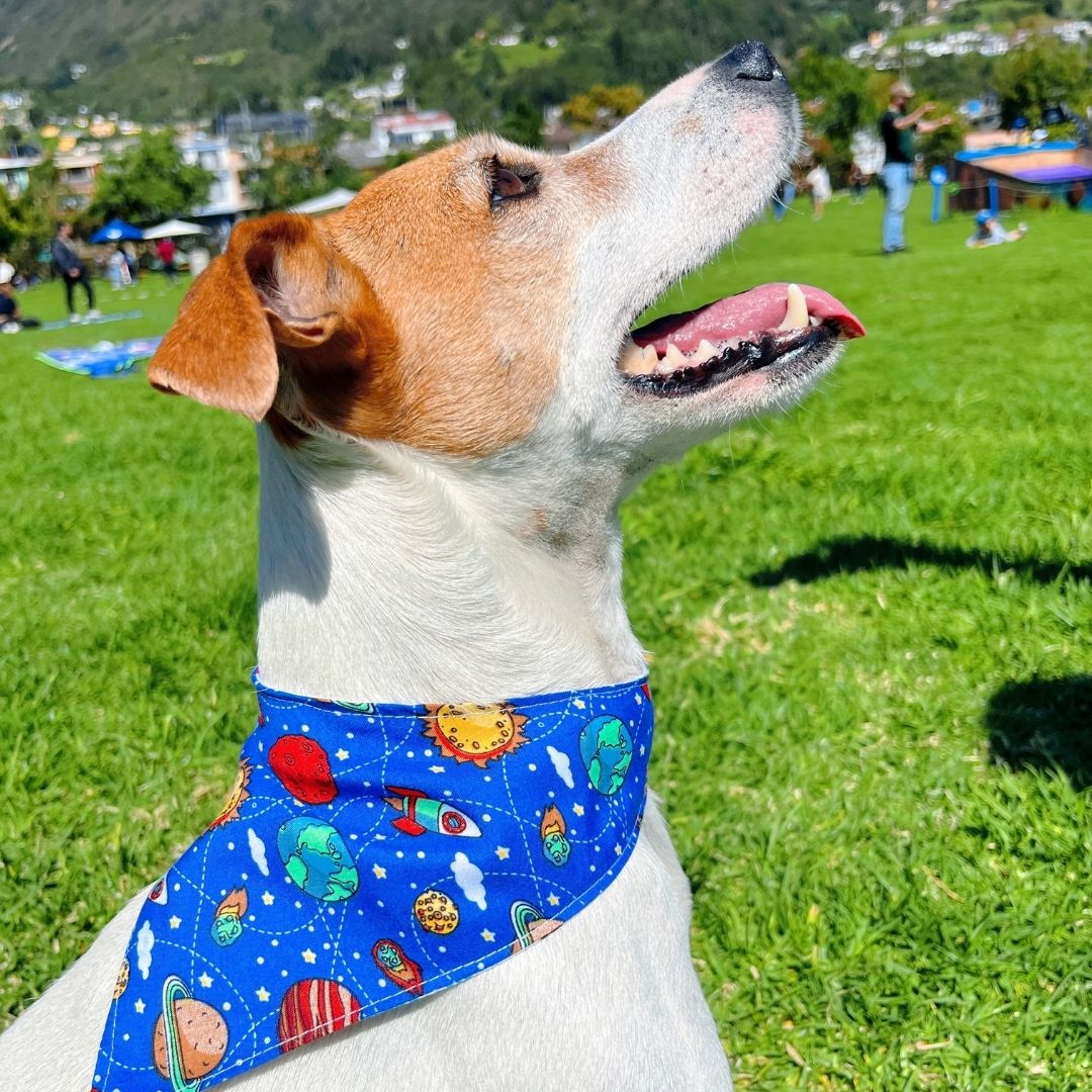 Pañoleta impermeable antifluido doble faz para perros y gatos - Madrugon