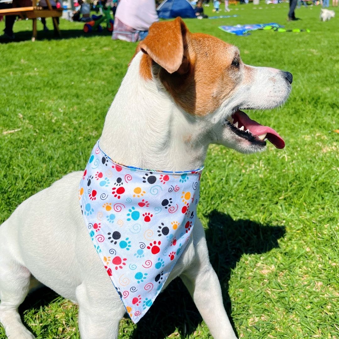 Pañoleta impermeable antifluido doble faz para perros y gatos - Madrugon