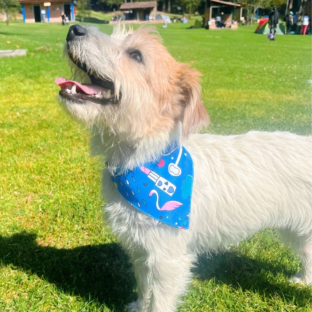 Pañoleta impermeable antifluido doble faz para perros y gatos - Madrugon