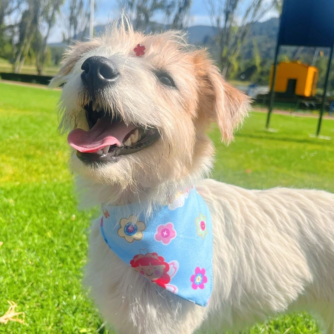 Pañoleta impermeable antifluido doble faz para perros y gatos - Madrugon