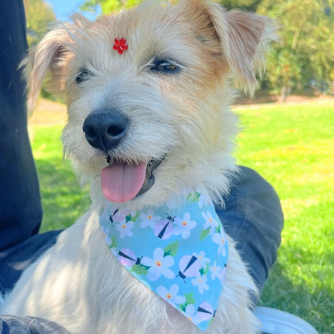 Pañoleta impermeable antifluido doble faz para perros y gatos - Madrugon