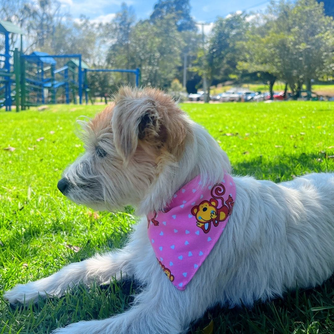 Pañoleta impermeable antifluido doble faz para perros y gatos - Madrugon