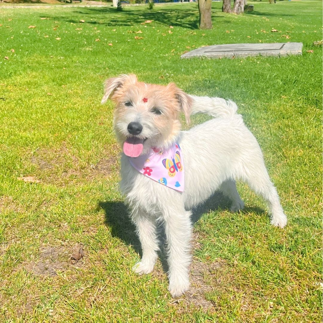 Pañoleta impermeable antifluido doble faz para perros y gatos - Madrugon