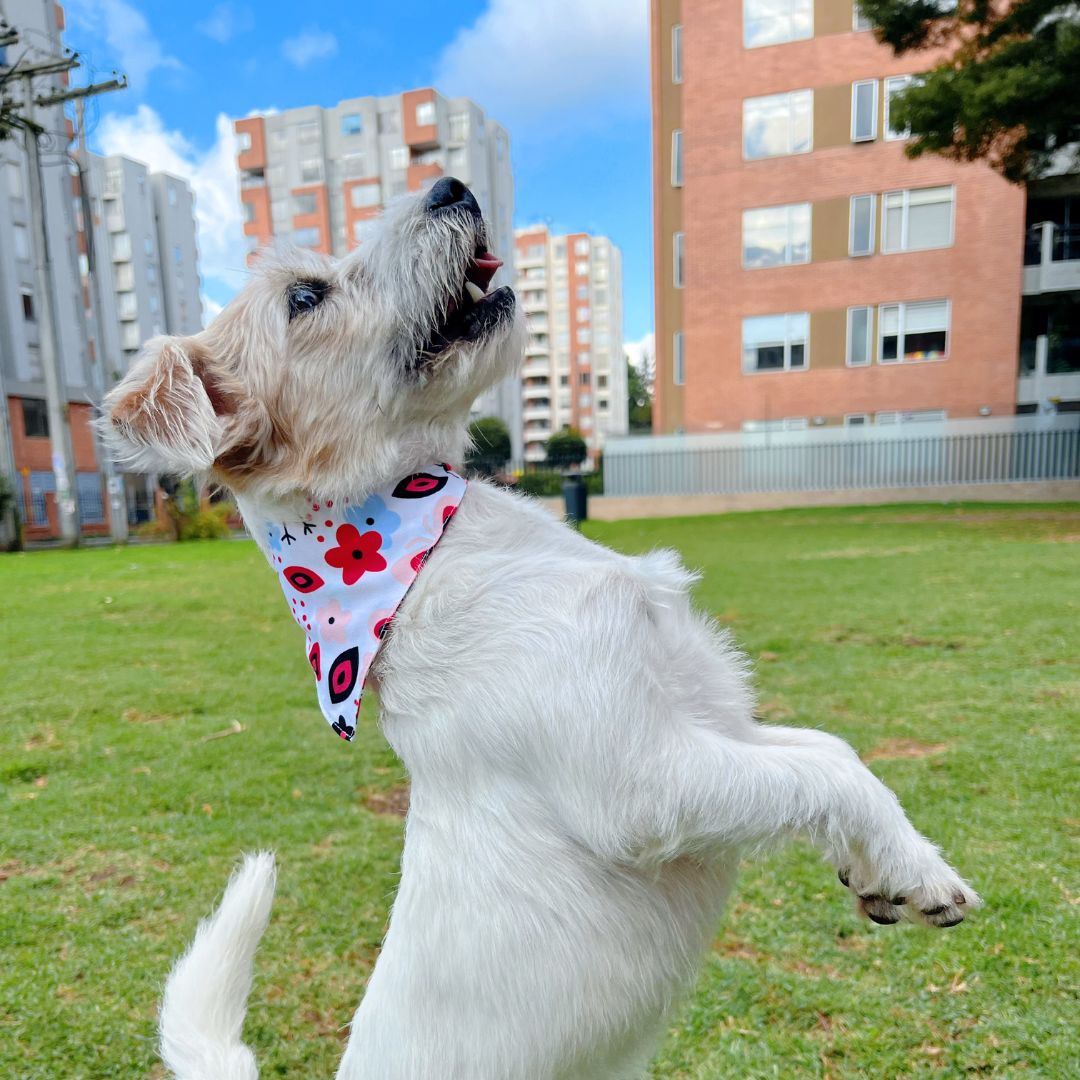 Pañoleta impermeable antifluido doble faz para perros y gatos - Madrugon
