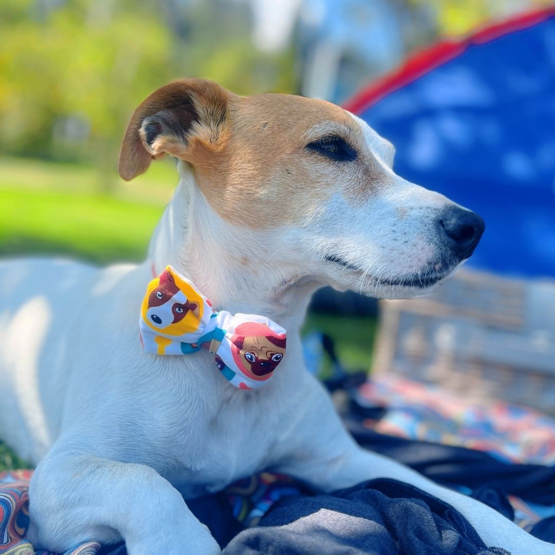 Corbatin impermeable antifluido doble faz para perros y gatos - Madrugon