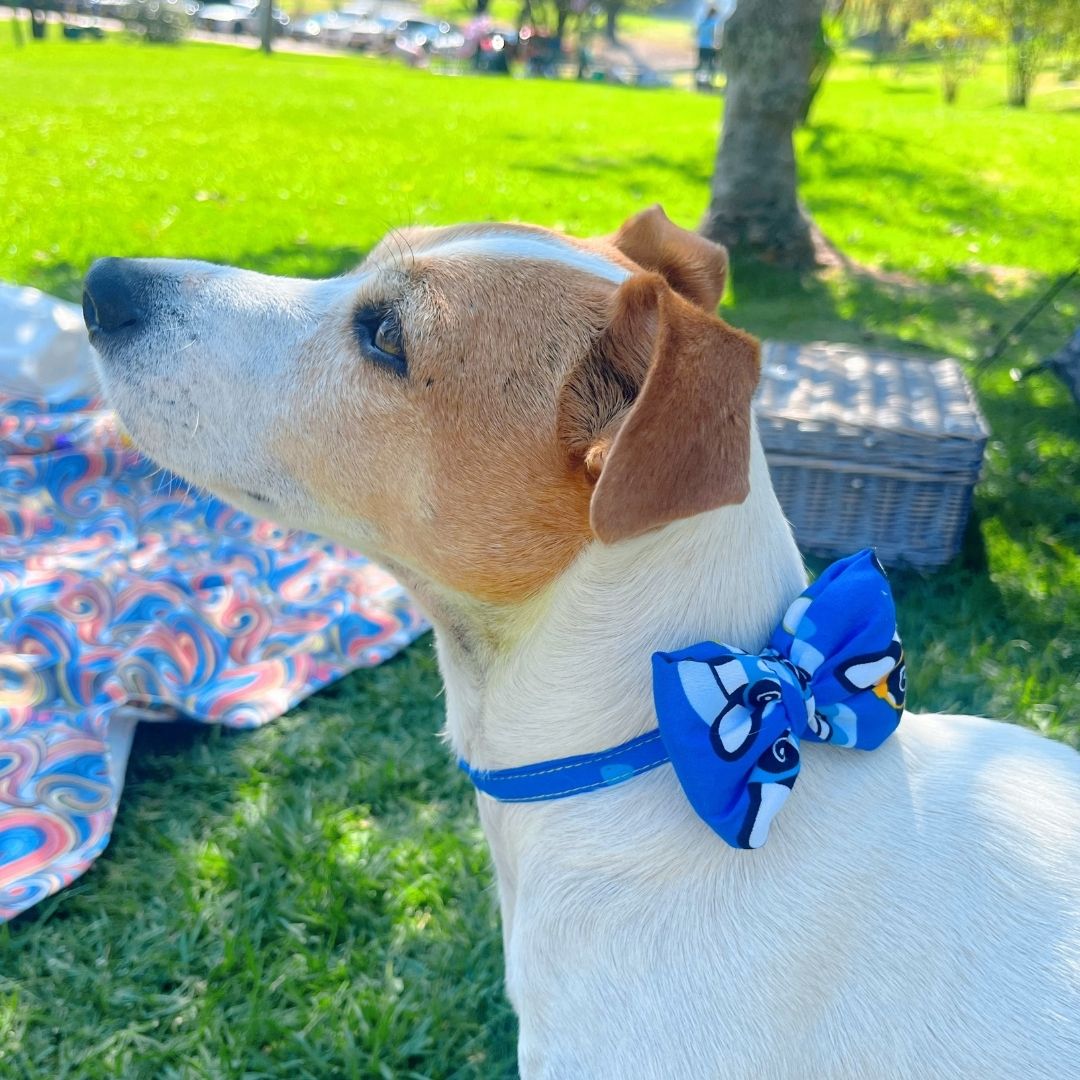 Corbatin impermeable antifluido doble faz para perros y gatos - Madrugon