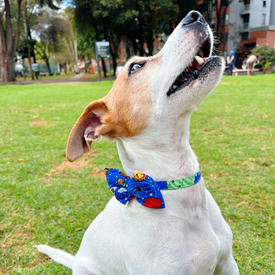 Corbatin impermeable antifluido doble faz para perros y gatos - Madrugon