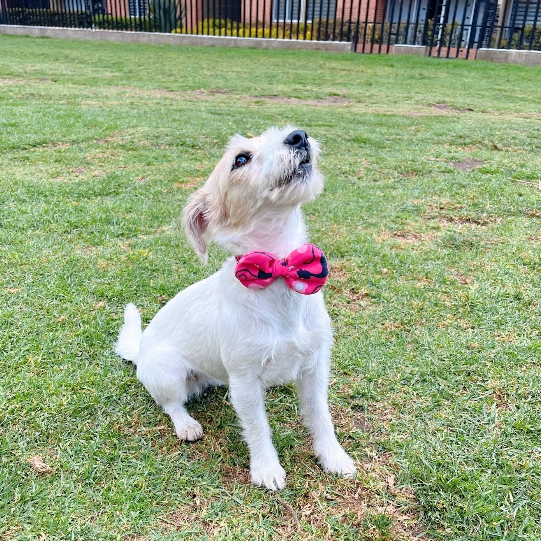 Corbatin impermeable antifluido doble faz para perros y gatos - Madrugon