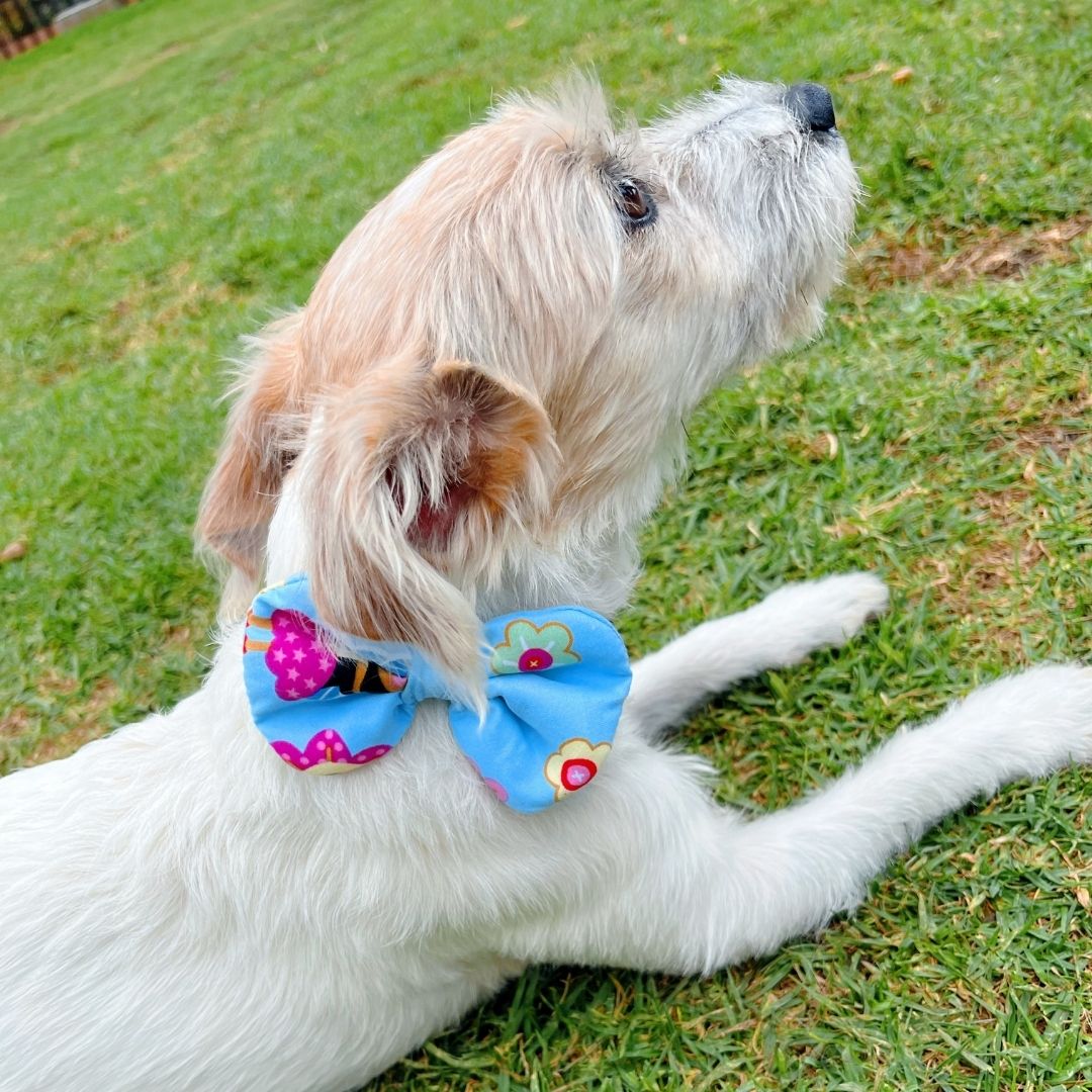 Corbatin impermeable antifluido doble faz para perros y gatos - Madrugon