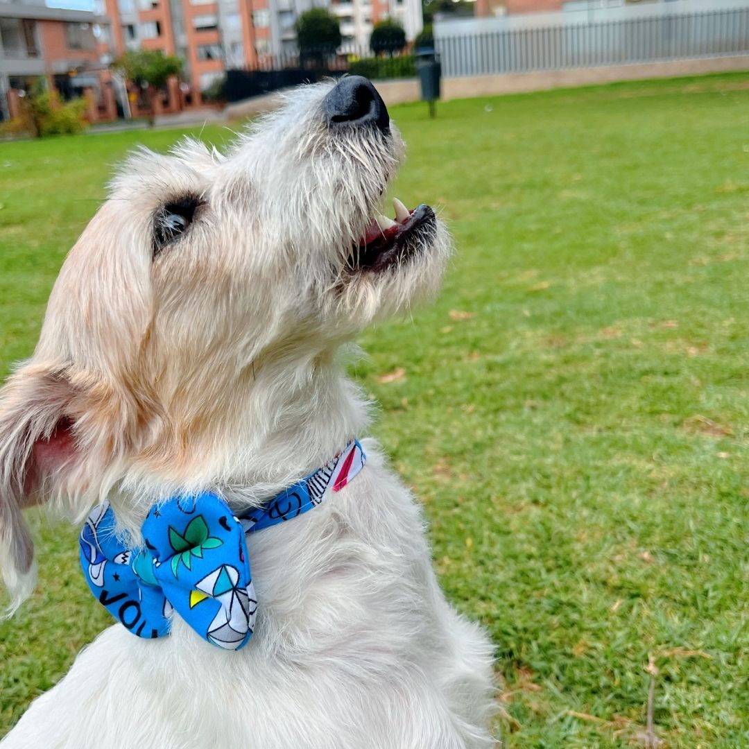 Corbatin impermeable antifluido doble faz para perros y gatos - Madrugon